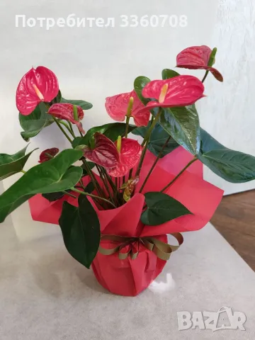 Доставка на цветя в София – florans.eu 🌸🚚, снимка 8 - Стайни растения - 49546698