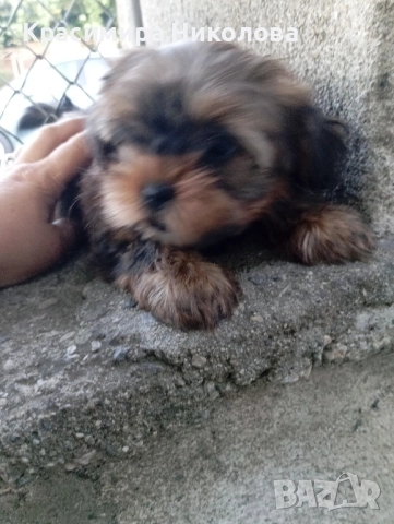 продавам 2 йоркита!.., снимка 5 - Йоркширски териер - 51533373