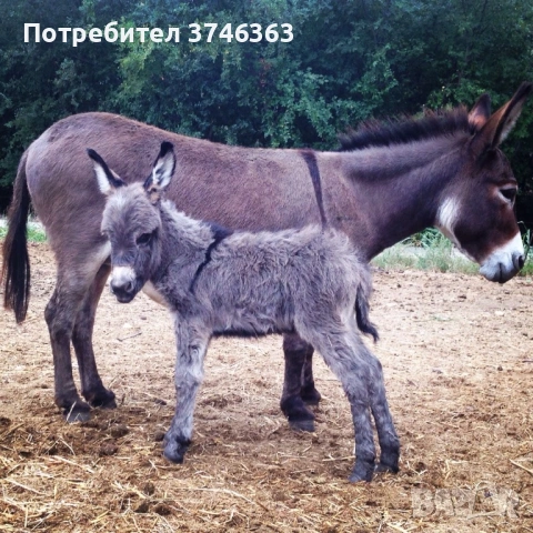 Магарешко мляко София 