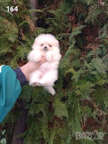 Миниатюрни. Мини Померани