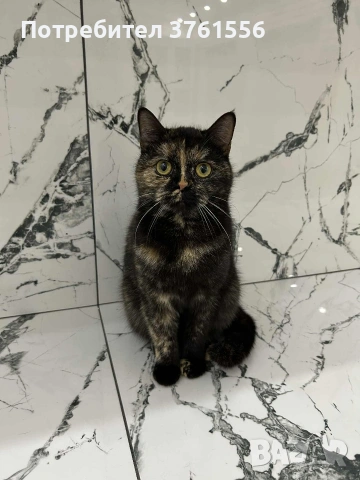 Британска късокосместа, снимка 2 - Британска късокосместа - 53438468