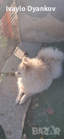 Померан, снимка 2 - Немски шпиц - 53776925