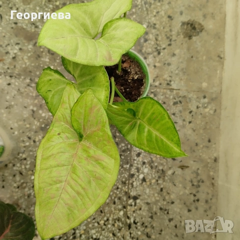 сингониум, филодендрон, сциндапсус , снимка 10 - Стайни растения - 51061139