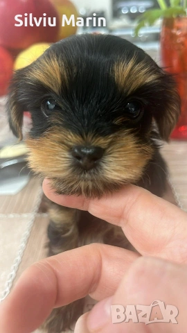 Мини йорки,момче. Гр. Варна