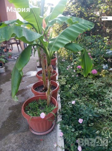Бананови Палми различни височини, снимка 4 - Градински цветя и растения - 41502269