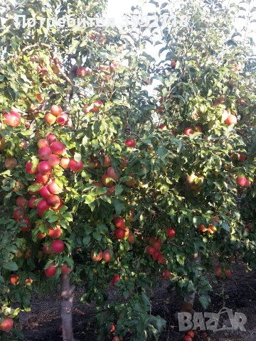 Ябълков сок натурален / сок от ябълка , снимка 5 - Други - 52837663