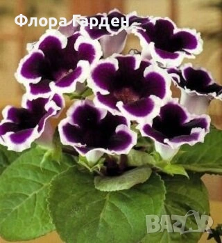 КАЛА, ГЛОКСИНИЯ - Грудки - ПРЕДВАРИТЕЛНИ ПОРЪЧКИ, снимка 9 - Градински цветя и растения - 53659916