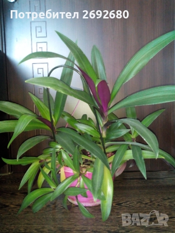 Традесканция рео,кливия,исусов венец, кротон, сансивиера,хибискус , снимка 2 - Стайни растения - 42021101