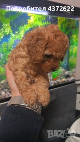 Той пудел момичета, снимка 4 - Пудели - 53566205