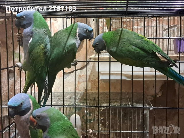 продавам папагали китаиски александар 2023 г 3 женски, снимка 3 - Папагали - 52755430