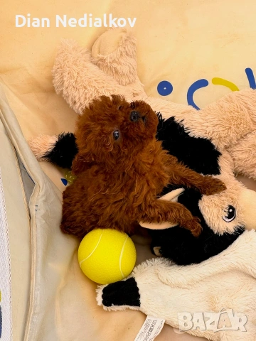 Tea Cup Пуделче, снимка 6 - Пудели - 53597995