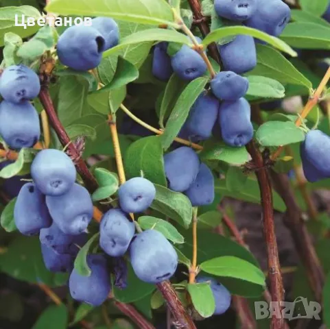 Майска боровинка (Lonicera caerulea), снимка 1