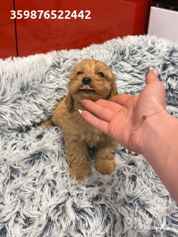 Кокапу, снимка 2 - Пудели - 53579853