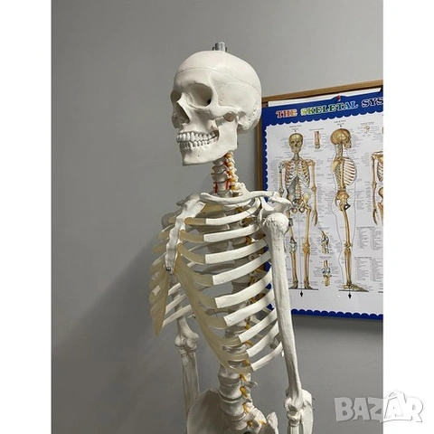 Макет на човешки скелет / Пластмасов анатомичен учебен скелет - 180 см, снимка 11 - Медицински консумативи - 53518464
