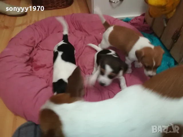 джакчета-сладурковци родени на 191224г-250лв за едно 2901250655, снимка 5 - Джак ръсел териер - 48873052