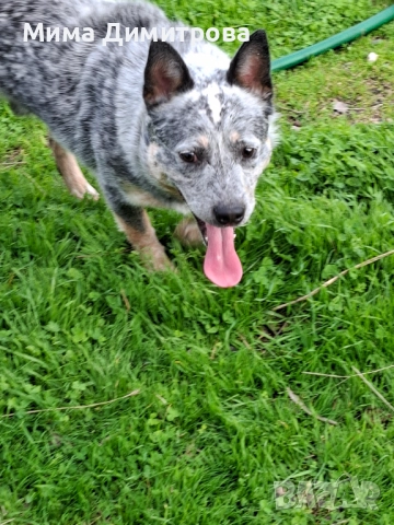 Продавам Кеталдог, снимка 7 - Други - 52574446