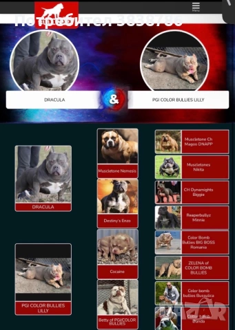 American bully, снимка 6 - Други - 53718371