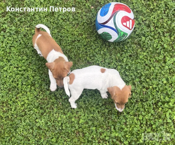 Джак Ръсел териерчета, снимка 10 - Джак ръсел териер - 55873228