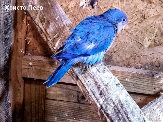 Ръчно хранени бебета папагали от развъдник, снимка 8 - Папагали - 49234289