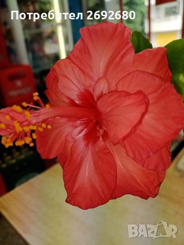 Хибискус, рео червено,кливия, исусов венец,орхидея, кротон, снимка 6 - Стайни растения - 42021101