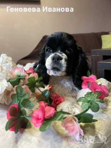 Американски кокер шпаньол-момче