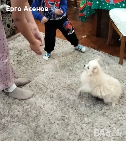 Померанче, снимка 4 - Померан - 52997685