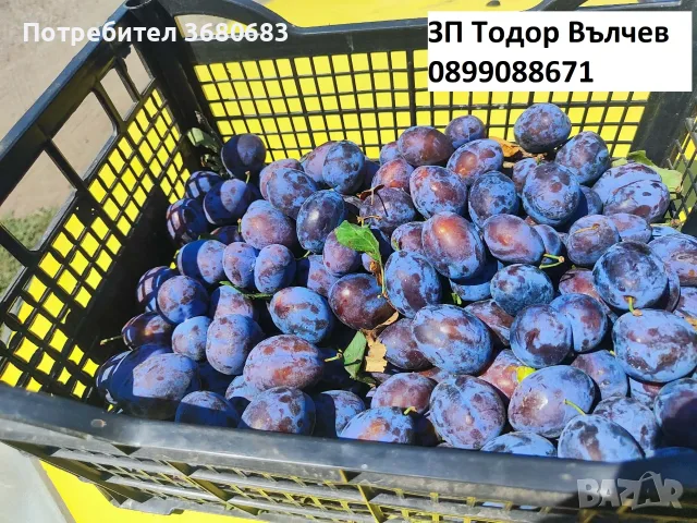 Сини сливи за ракия, сладка, компоти, сокове и други.