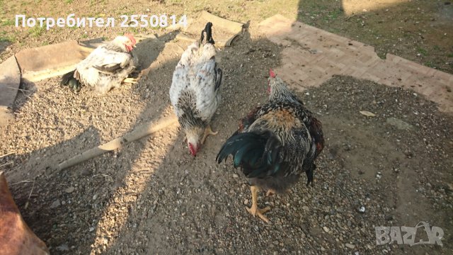 Катунски петли, снимка 5 - Кокошки и пуйки - 41103973