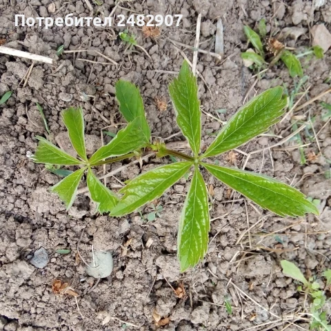 Декоративна (дива) лоза - корен, снимка 3 - Градински цветя и растения - 50603521