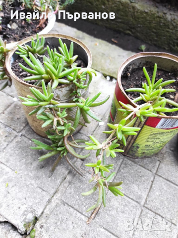 Делосперма 