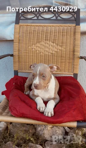 American Bully XL, снимка 6 - Американски стафордширски териер - 56359868