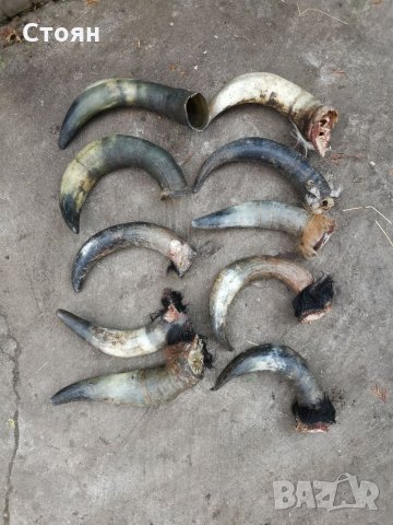 Кравешки рога , снимка 2 - Други ценни предмети - 35990689