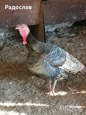 Пуйки и пуяци, кокошки Носачки, петли Бройлери, ярки за яйца , снимка 4 - Кокошки и пуйки - 52406804