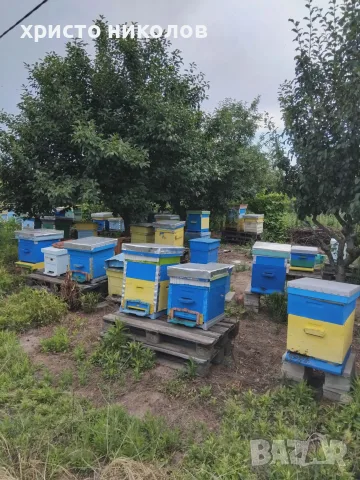 Пчелни семейства в кошери ДБ, снимка 2 - За пчели - 56267884