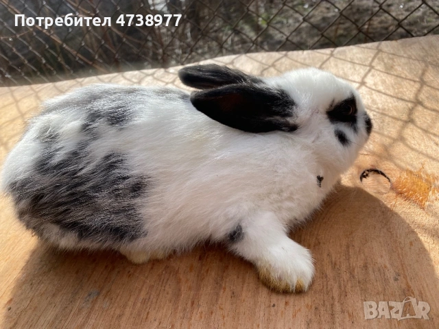 Зайци , снимка 7 - Други животни - 53488376