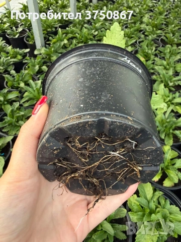 ❤️🤍❤️ МАРГАРИТА, ЕДРОЦВЕТНА, МНОГОГОДИШНА ❤️🤍❤️, снимка 3 - Градински цветя и растения - 52415032