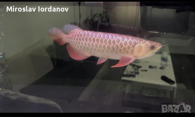 Asian Arowana golden crossback, снимка 2 - Рибки - 55795008