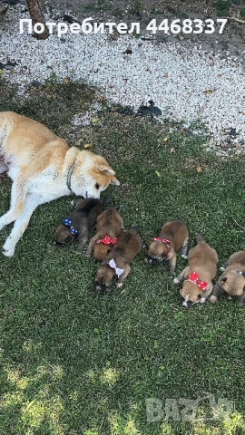 Бебета Акита Ину