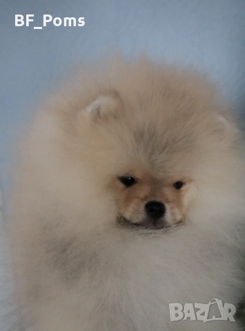 Страхотно момченце померан с родословие FCI, снимка 6 - Померан - 52918943