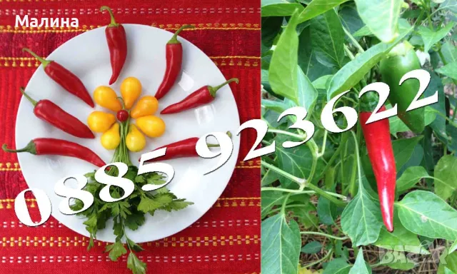 Био Разсад Домат, Люти Чушки, Чери Домати и Тютюн Стари Селски Сортове + ПОДАРЪК, снимка 8 - Разсади - 45795732