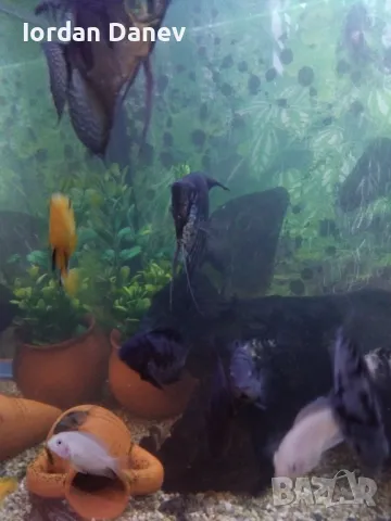 Продавам рибки , снимка 4 - Рибки - 47412039