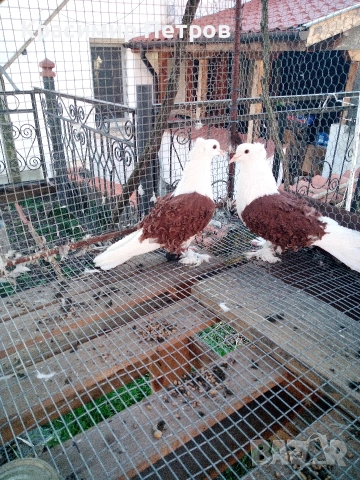 продавам чифт със жълти капаци