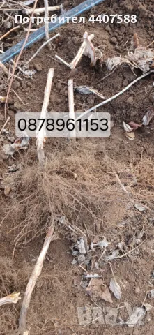 Разсад ягоди и малини , снимка 8 - Разсади - 49726783