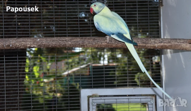 Малък Александър , снимка 2 - Папагали - 51324439