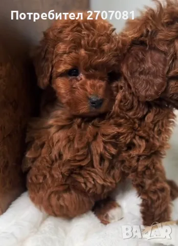 Той пудели, снимка 6 - Пудели - 48840560