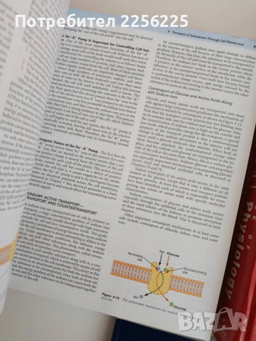 ЛОТ Медицинска физиология, снимка 4 - Специализирана литература - 52280728