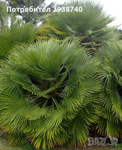 Студоустойчива Палма Хамеропс Chamaerops humilis, снимка 7 - Градински цветя и растения - 48353687