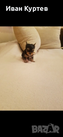 Йоркширски териер Мини , снимка 3 - Йоркширски териер - 53579810