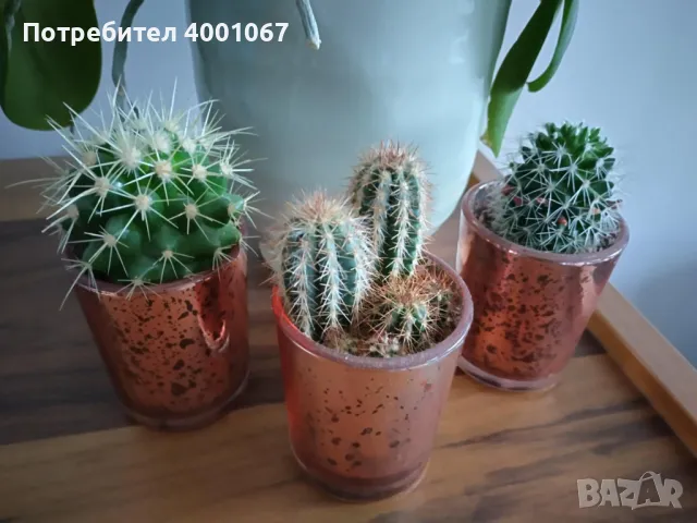 красиви кактуси, снимка 1