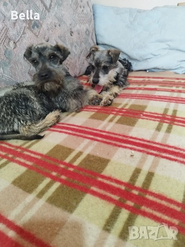 Мини шнауцер , снимка 2 - Други - 53778474